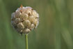 Photo ofStrawberry Clover  (Trifolium fragiferum). Photographer: 