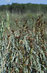 Photo ofGreat Fen-Sedge  (Cladium mariscus). Photographer: 