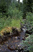 Mountain stream/ Mire-outlet in the coniferous zone