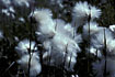 The top of Common Cottongrass.