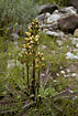 Flowering Lousewort of the species Pedicularis sceptrum-carolinum