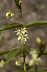 The discinct flowers of Vincetoxicum hirundinaria
