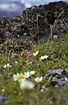 Mountain slope with flowering Mountain Avens 