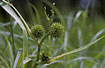 Fruits of Branched Bur-reed 