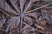 Frozen leaf of Horse-chestnut