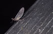 Subimago of the mayfly Leptophlebia marginata also called Claret Dun