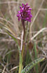 Flowering Western Marsh-orchid