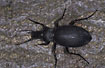 The large ground beetle Carabus coriaceus