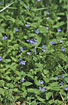 Flowering Germander Speedwell