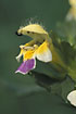 Photo ofLarge-flowered Hemp-Nettle (Galeopsis speciosa). Photographer: 