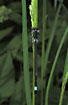 Male Blue-tailed Damselfly, seen dorsaly