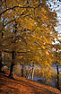 Beech in autumn-colours