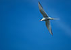 Arctic Tern flying overhead