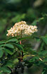 Foto af Almindelig Rn (Sorbus aucuparia). Fotograf: 