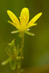 Photo ofMarsh Saxifrage (Saxifraga hirculus). Photographer: 