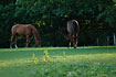 Two horses on a field