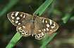 Photo ofSpeckled Wood (Pararge aegeria). Photographer: 