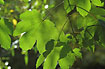 Foto af Ahorn / r (Acer pseudoplatanus). Fotograf: 