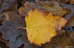 Leaf of Birch dressed in the colours of autumn