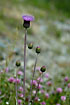 Photo ofMelancholy Thistle (Cirsium helenioides). Photographer: 