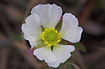 Photo ofGlacier Buttercup (Ranunculus glacialis). Photographer: 