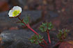 Flowering Glacier Buttercup