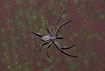 Crab spider with prey