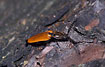 The click beetle Anostirus castanus