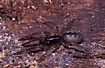 Photo of (Segestria senoculata). Photographer: 