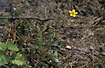 Photo ofSpearwort  (Ranunculus flammula ). Photographer: 