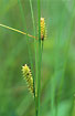 Photo ofBottle Sedge (Carex rostrata). Photographer: 