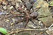 Female Giant house spider