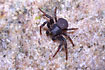 The small crab spider Ozyptila claveata
