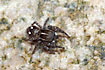 The jumping spider Sitticus zimmermanni