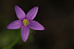 Foto af Mark-Tusindgylden (Centaurium erythraea var. erythraea). Fotograf: 