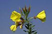 Foto af Torig natlys (Oenothera biennis). Fotograf: 