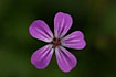 Photo ofHerb-Robert (Geranium robertianum). Photographer: 