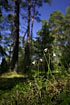 Foto af Linna (Linnaea borealis). Fotograf: 