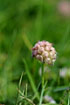 Foto af Jordbr-Klver (Trifolium fragiferum). Fotograf: 