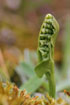 Photo ofMoonwort (Botrychium lunaria). Photographer: 