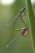 Photo ofBlue-tailed Damselfly (Ischnura elegans). Photographer: 