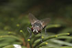 Photo of (Diptera indet.). Photographer: 