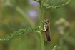 Photo of (Acrididae indet.). Photographer: 
