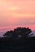 Mountain-Pine on Randbol Hede in sunset