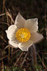Close-up of the extremely rare Pale Pasque Flower