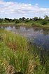 Pond (habitat) by Moesgaard with Irish Damselfly, Leaf Frog and True Fox-Sedge
