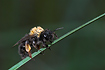 Unidentified bee