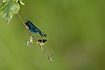 Photo ofBeautiful Demoiselle (Calopteryx virgo). Photographer: 