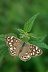 Photo ofSpeckled Wood (Pararge aegeria). Photographer: 