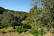 Olivetrees and wines